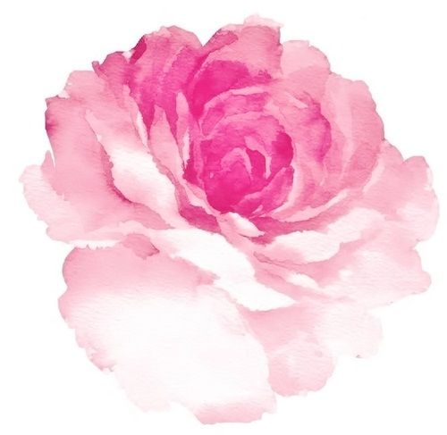 Peonies & Petals 