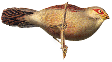 The Bloemist